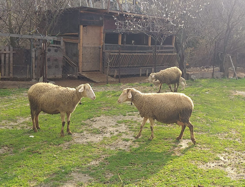 Kurbanlık Ve Adaklık Satışı